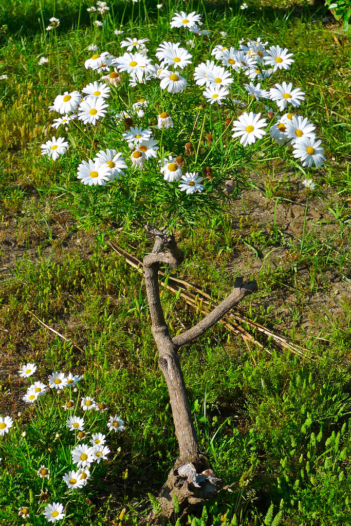 Цветы аргирантемум (45 фото)